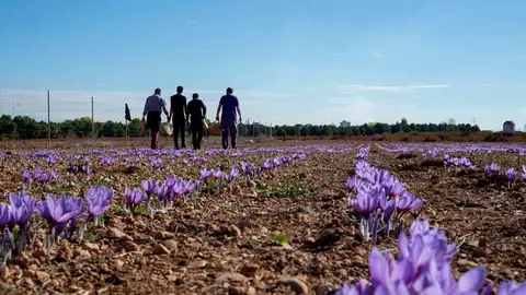 Una-plantaci&oacute;n-de-azafr&aacute;n-de-La-Mancha-(002)