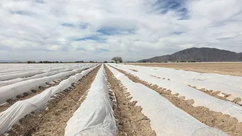 melon