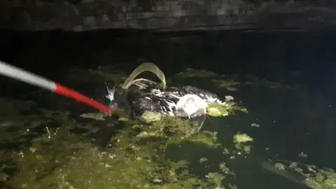 Rescate de un &aacute;guila en una alberca en Puertollano.