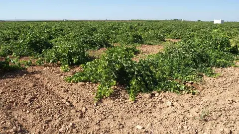 vi&ntilde;edo