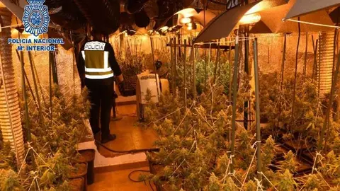 Agentes de la Polic&iacute;a Nacional desmantelan una plantaci&oacute;n de m&aacute;s de 500 plantas de marihuana en Alc&aacute;zar.