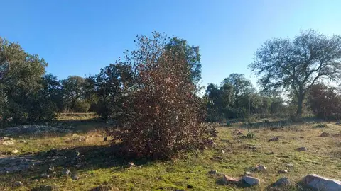 atalaya