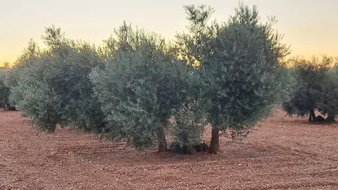 olivo