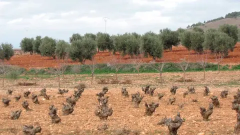 viticultores
