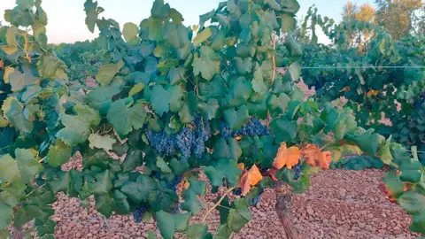 vi&ntilde;edo