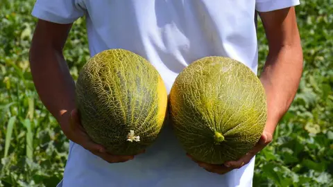 melon-asaja