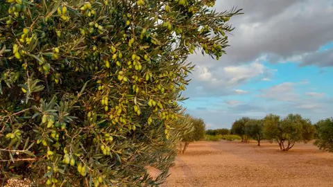 olivar