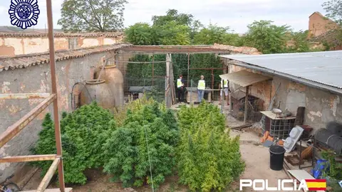EuropaPress_5551450_rdo_nota_prensa_policia_nacional_desmantela_plantacion_marihuana_patio