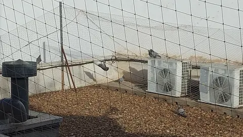 palomas