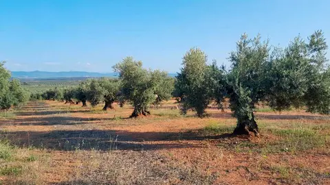 olivar