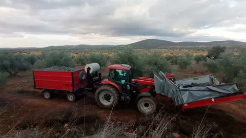 aceituna-Castellar