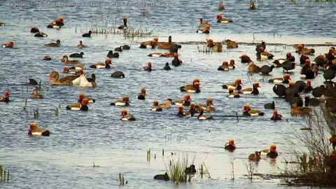 Aves en las Tablas de Daimiel captadas por una c&aacute;mara de SEO/Birdlife.