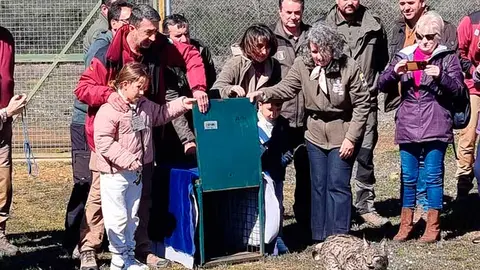 lince-ib&eacute;rico