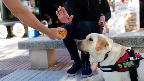 perros-gu&iacute;a-once-1