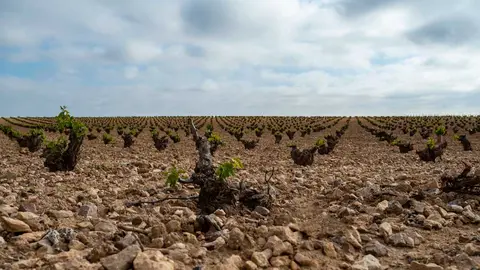 vi&ntilde;edo-chg