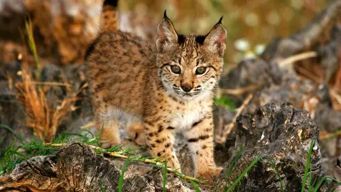 lince-1