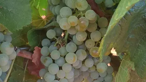 El-progreso-uvas-agosto-2024