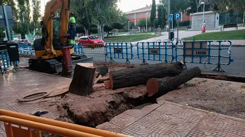 arbol-3