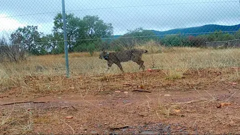 lince-3