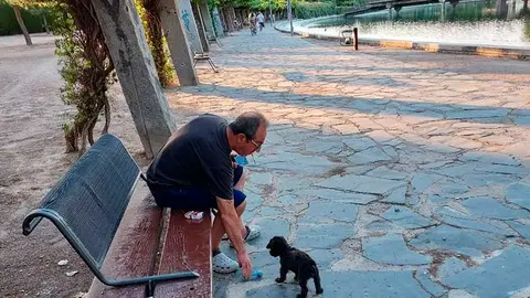 perro-en-parque