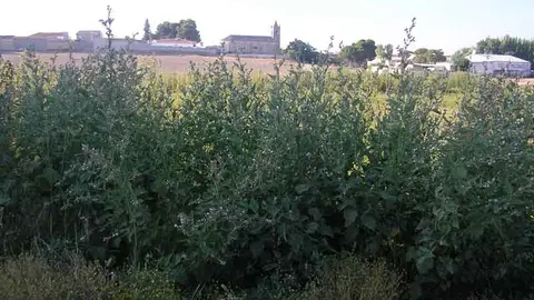 Imagen de Villarta de San Juan. Fuente: josemunozvillaharta.blog