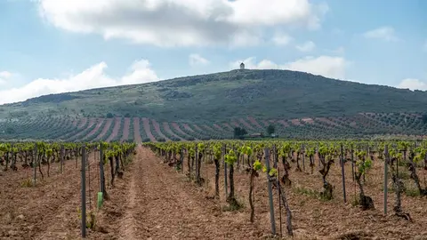 vi&ntilde;edo-chg