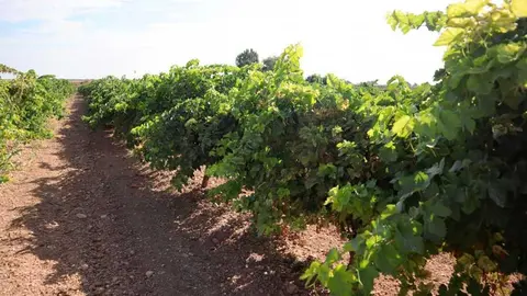 vi&ntilde;edo