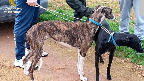 caza-furtiva-galgos