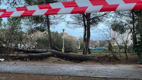 pinar-temporal-1