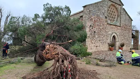 &aacute;rbol-ermita-alarcos-temporal