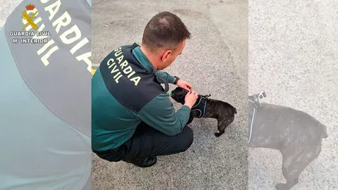 cachorros-guardia-civil