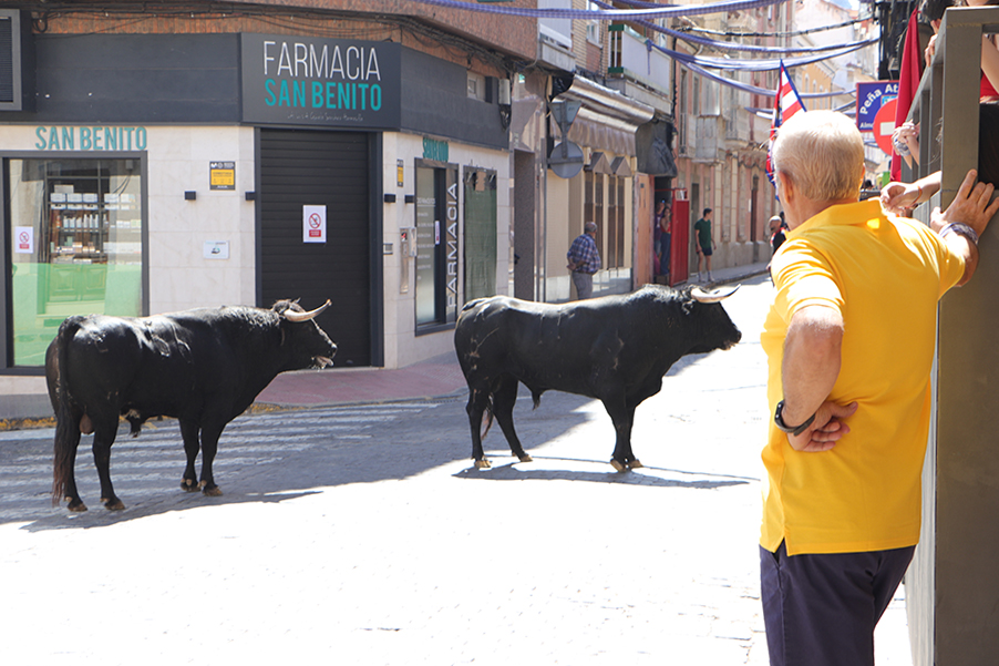 Dos astados, hoy en la zona de San Benito