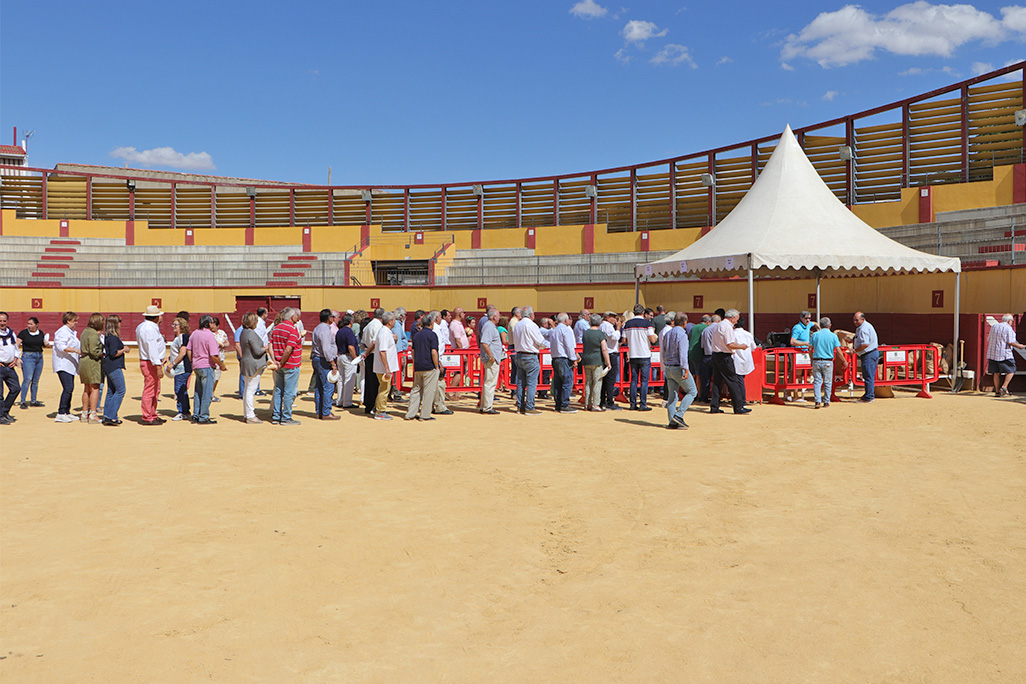 Jornada espléndida para disfrutar de los guisos con carne de toro