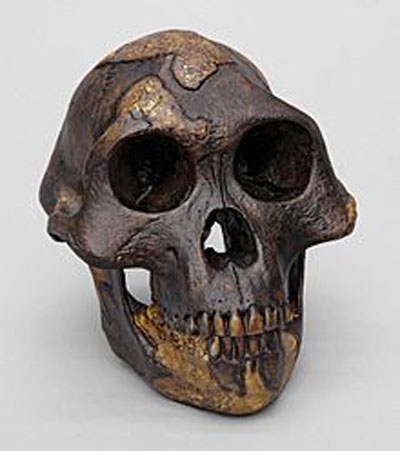 Reconstrucción del cráneo de Lucy. Fuente: es.wikipedia.org