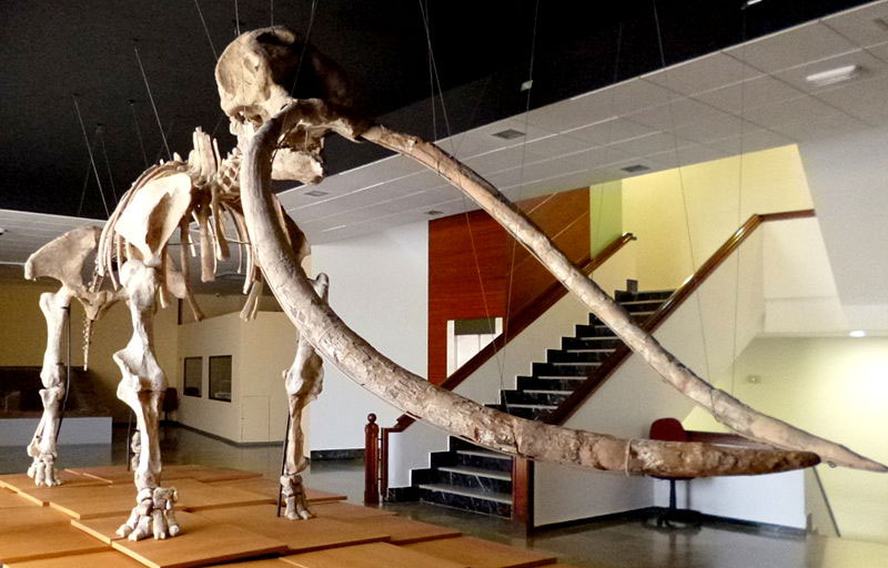 Esqueleto del mastodonte de la Higueruelas. Fuente: es.wikipedia.org