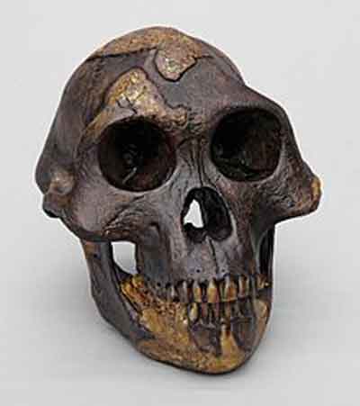 Reconstrucción del cráneo de Lucy. Fuente: es.wikipedia.org