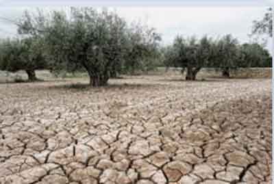 Fuente: aceitedelcampo.com