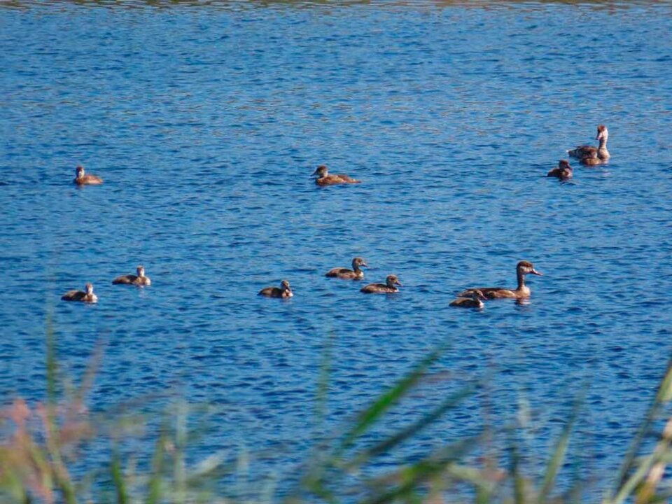 tablas-daimiel-1