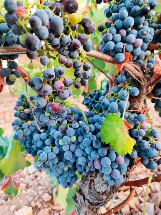 el-progreso-garnacha-tintorera