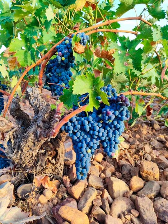 el-progreso-tempranillo