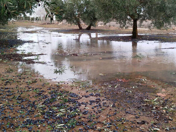 campo-daños-aceituna