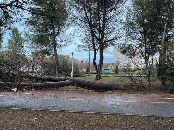 pinar-temporal-3