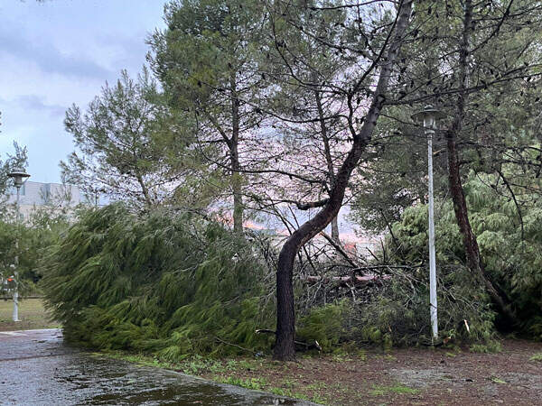 pinar-temporal-5
