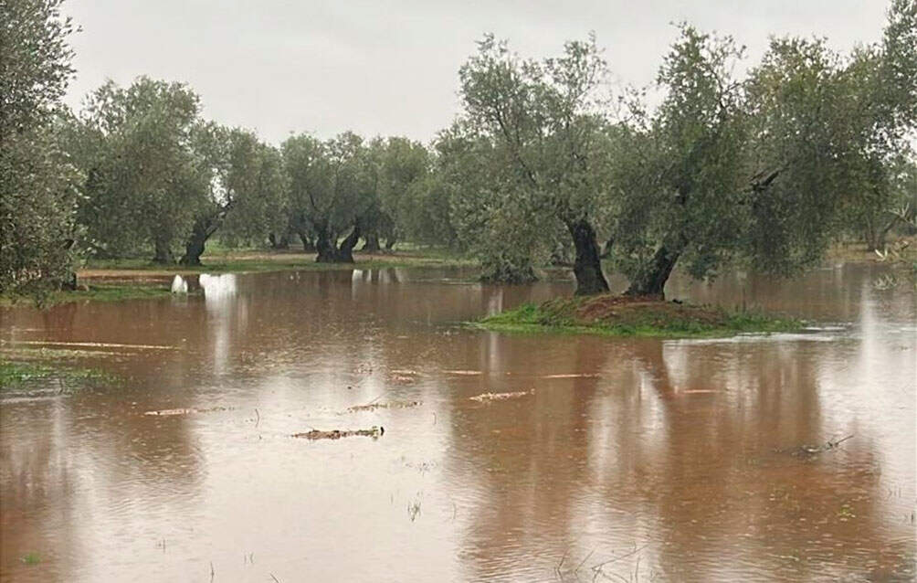 daños-malagón