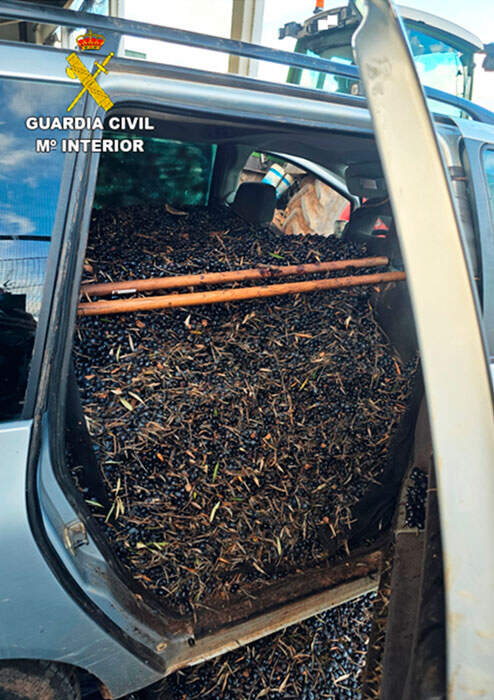 hurto-aceituna-guardia-civil-2