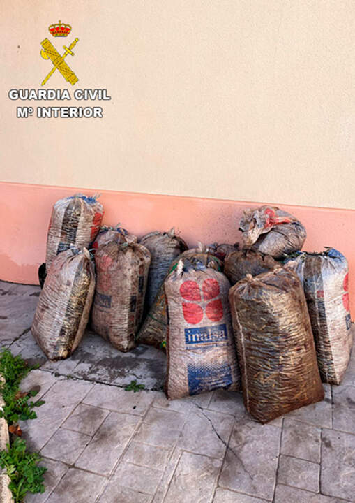 hurto-aceituna-guardia-civil-3