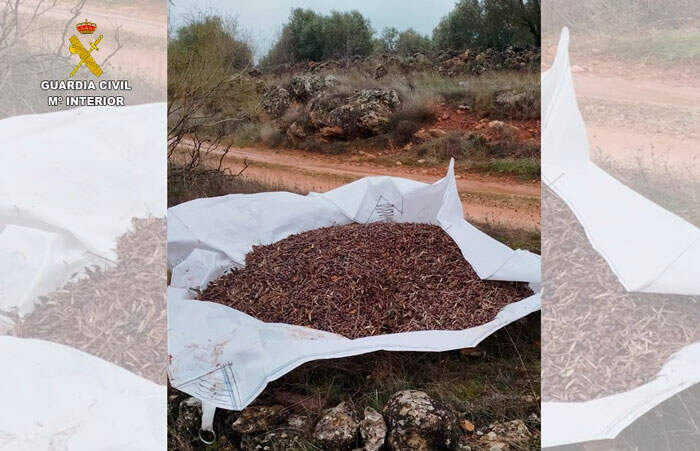 aceituna-1