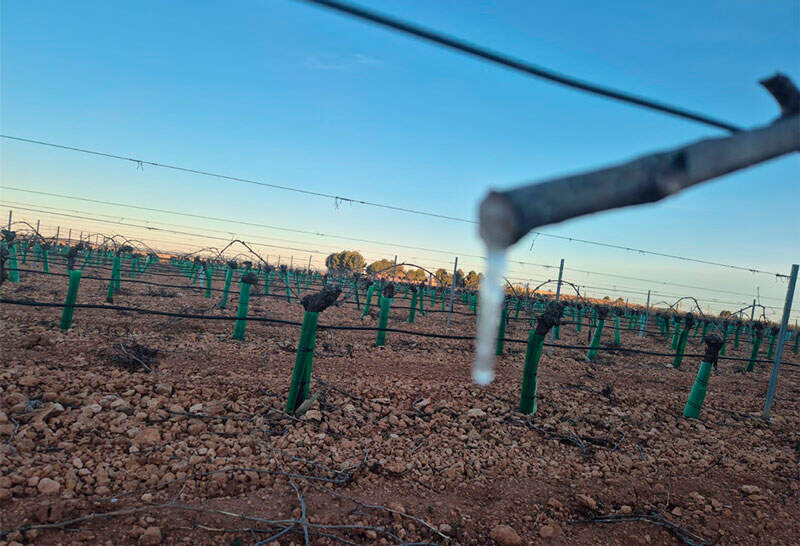 viñedo-heladas-2